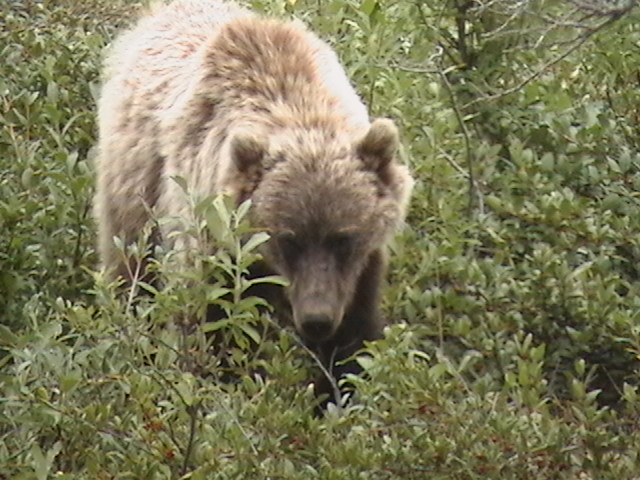 Best bear photo from Denali National Park