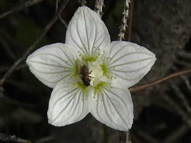 Best flower photo from Denali National Park
