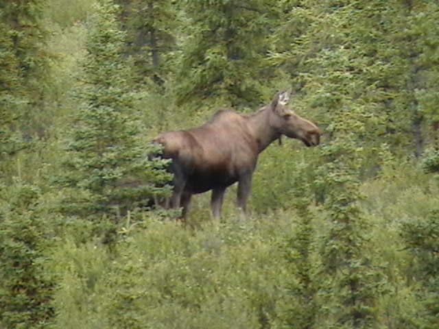 Best moose photo from Denali National Park