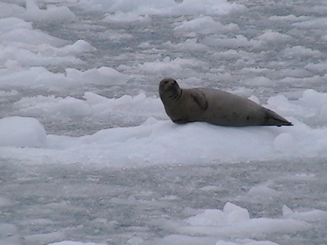 Best seal photo from Prince William Sound